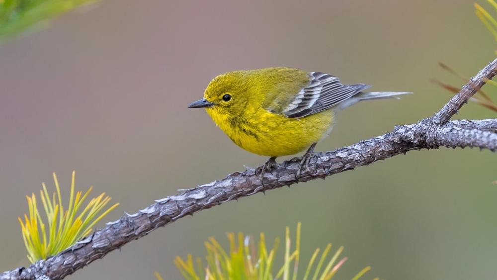Vibrant Pine Warbler in Nature's Splendor wallpaper