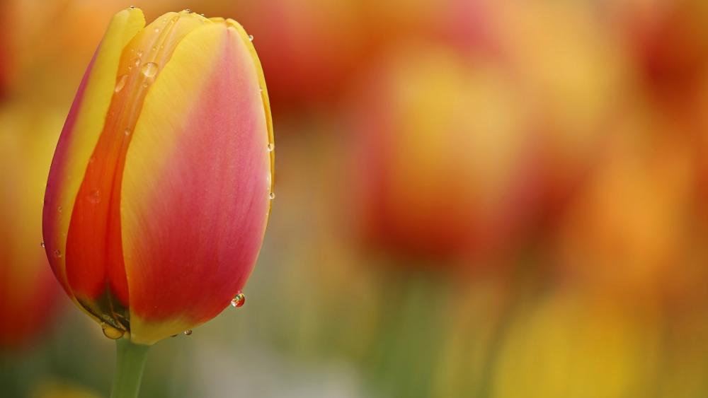 Tulip in Morning Dew with Soft Bokeh Background wallpaper