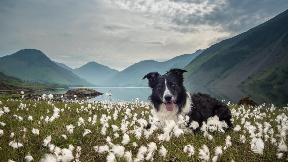 Border Collie Amidst Nature’s Beauty wallpaper