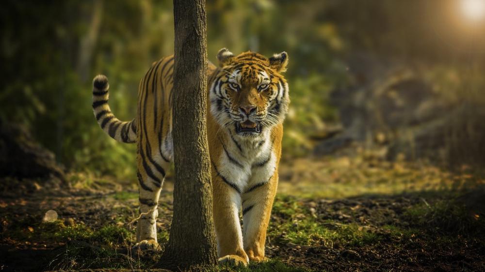Majestic Tiger in the Wild Forest wallpaper