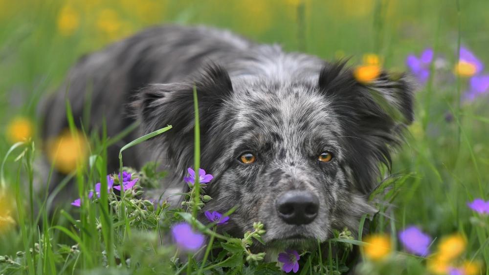 Charming Border Collie in Wildflower Field wallpaper