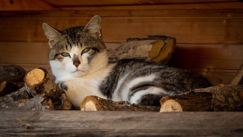 Serene Feline Resting on Logs wallpaper