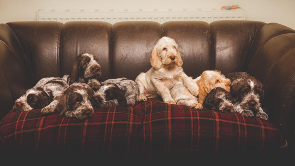 Adorable Spinone Italiano Puppies Relaxing on a Couch wallpaper