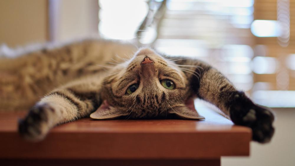 Upside Down Stretch Adorable Feline Relaxation wallpaper