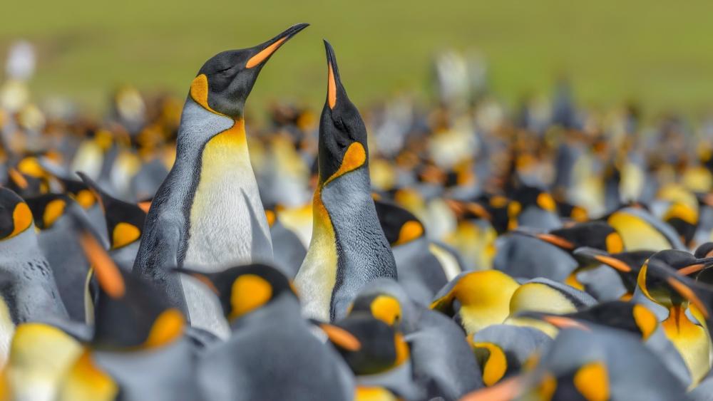 Penguins in Harmony in a Frozen World wallpaper