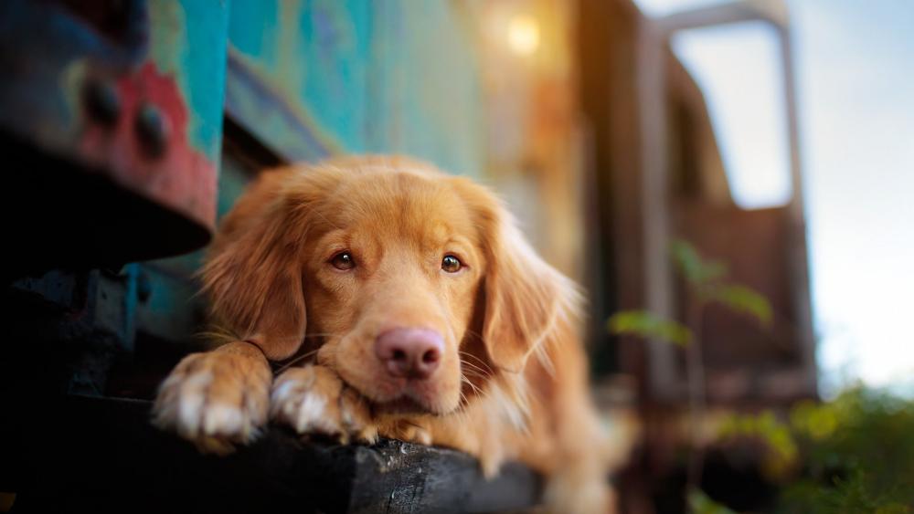 Gentle Gaze of the Retriever wallpaper