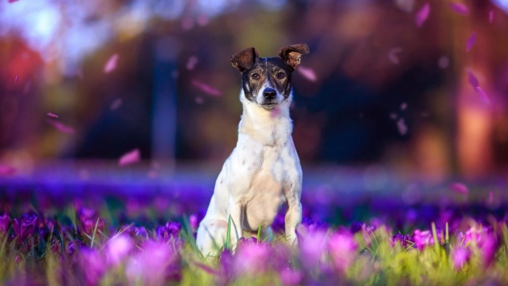 Terrier Amidst Blossoming Wonderland wallpaper