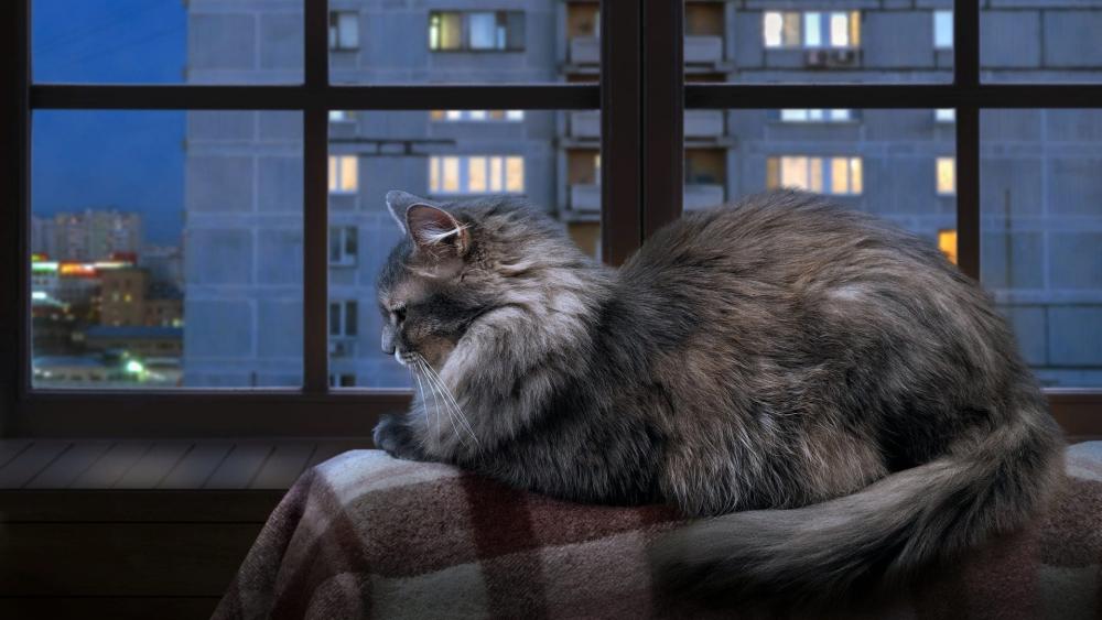 Majestic Long-Haired Cat Relaxing Indoors wallpaper