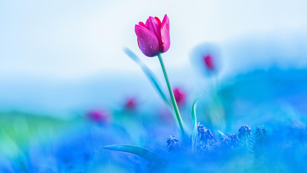 Vibrant Tulip Amongst Soft Blues wallpaper