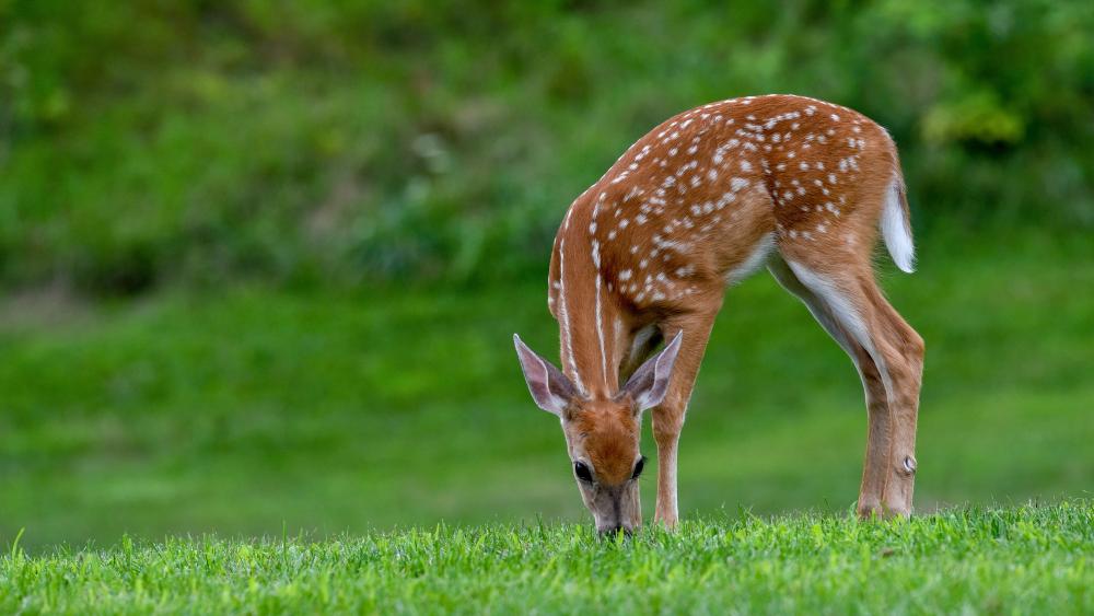 Graceful Fawn in Serene Meadow wallpaper