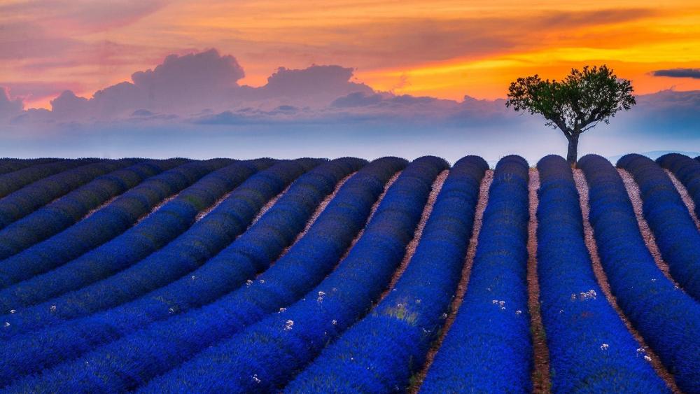 Lavender Fields at Dusk with Lone Tree wallpaper