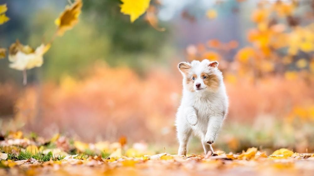 Autumn Adventure with Energetic Puppy wallpaper