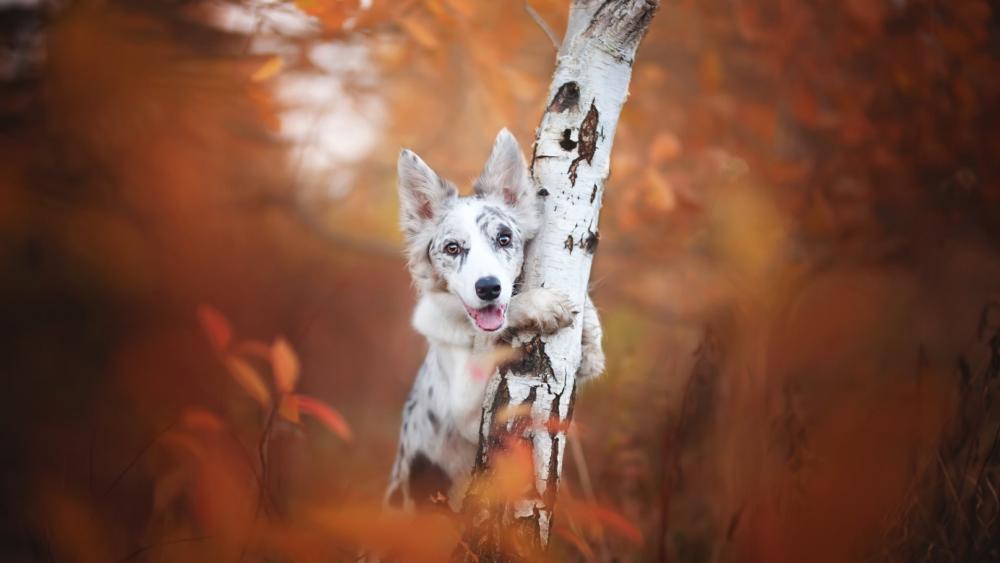 Rustic Adventure with an Aussie Dog wallpaper