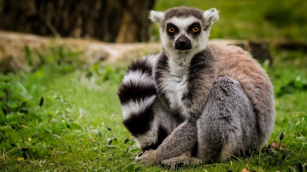Lemur Catta Resting on Green Grass wallpaper