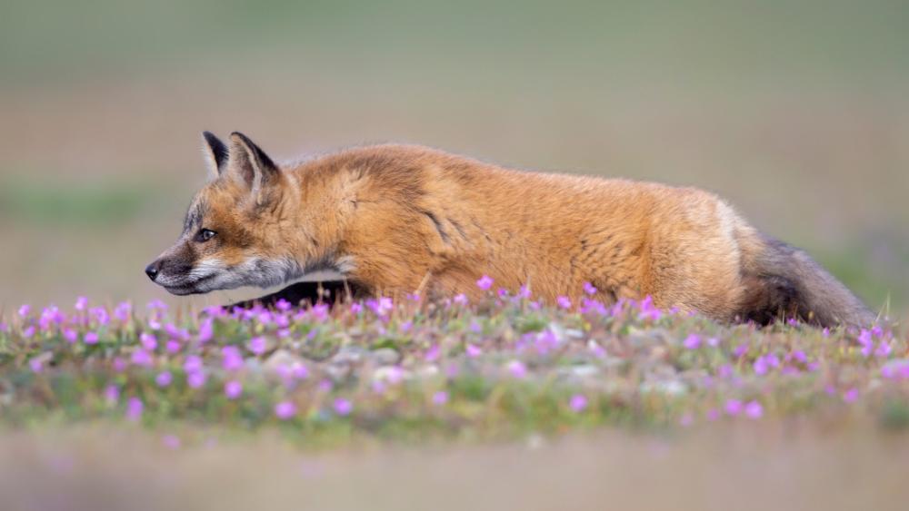 Red Fox Amidst Purple Blooms wallpaper