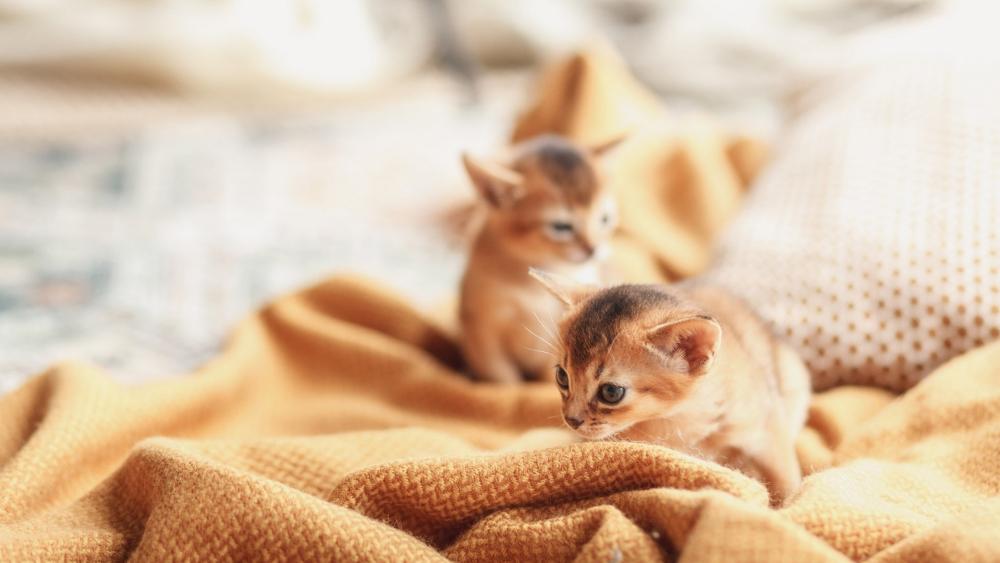 Adorable Kittens on Cozy Blanket wallpaper