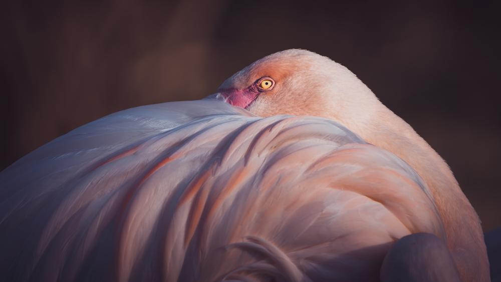 Greater Flamingo Serenity at Dawn wallpaper