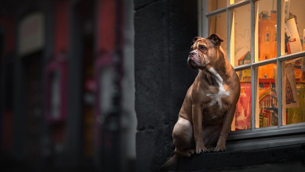 Guard Dog at the Window wallpaper