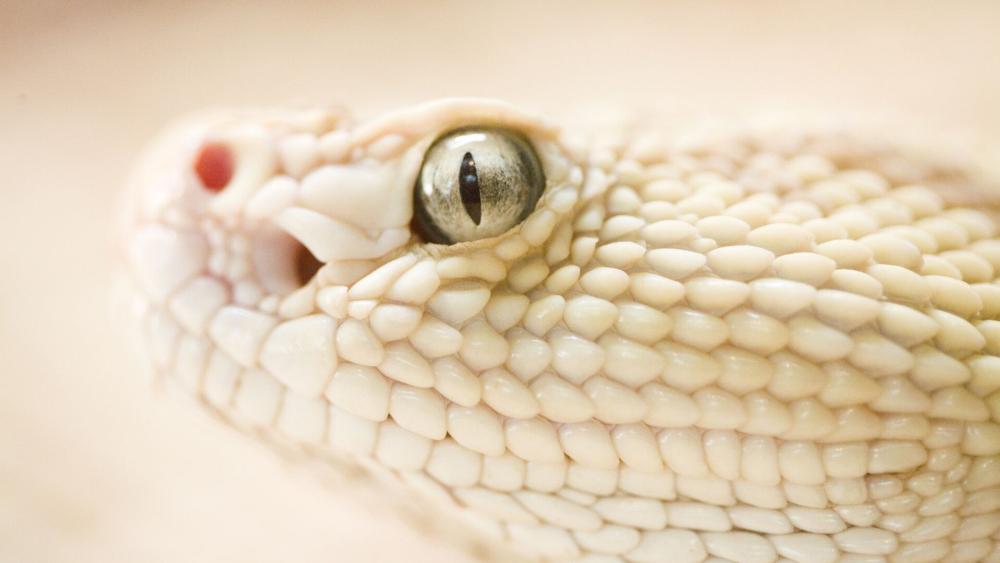 White Serpent Elegance Fantasy Vibe wallpaper