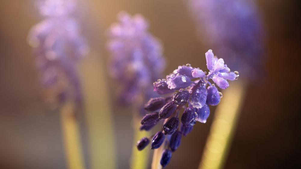 Muscari Blossom Close-Up with Soft Focus Effect wallpaper