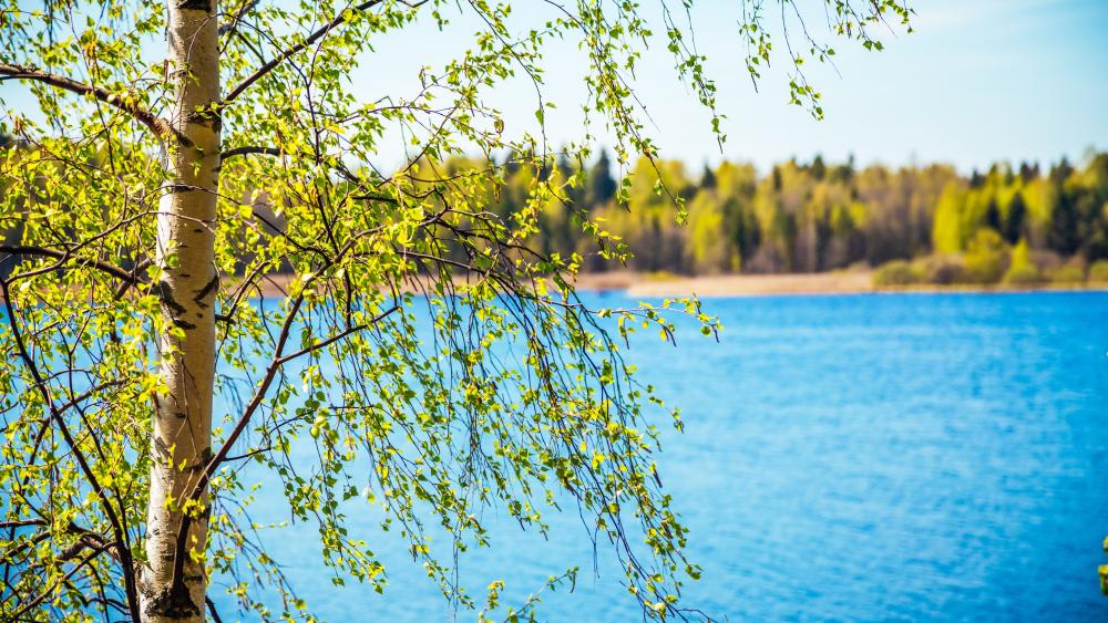 Spring Serenity by the Lakeside wallpaper