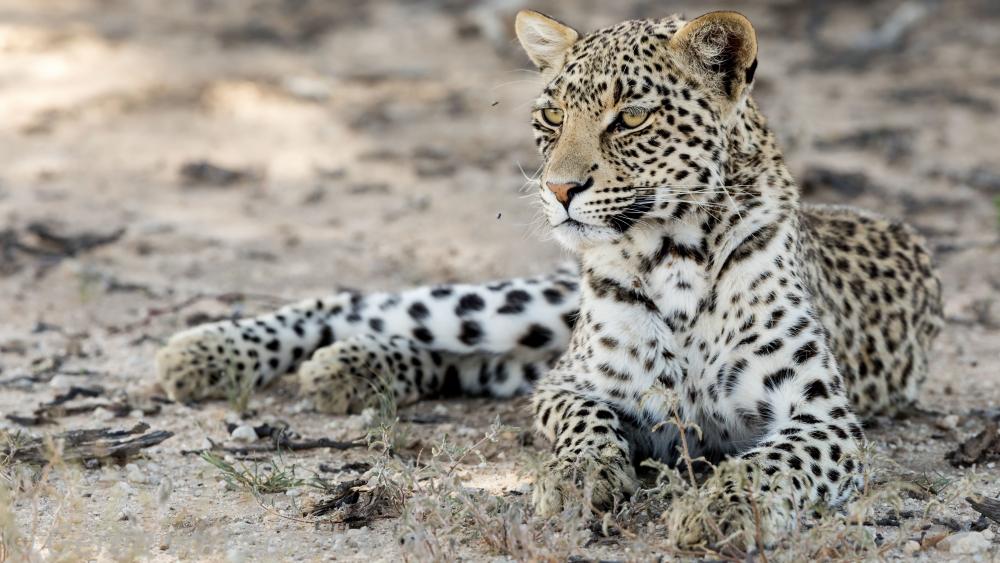 Majestic African Leopard in Natural Habitat wallpaper