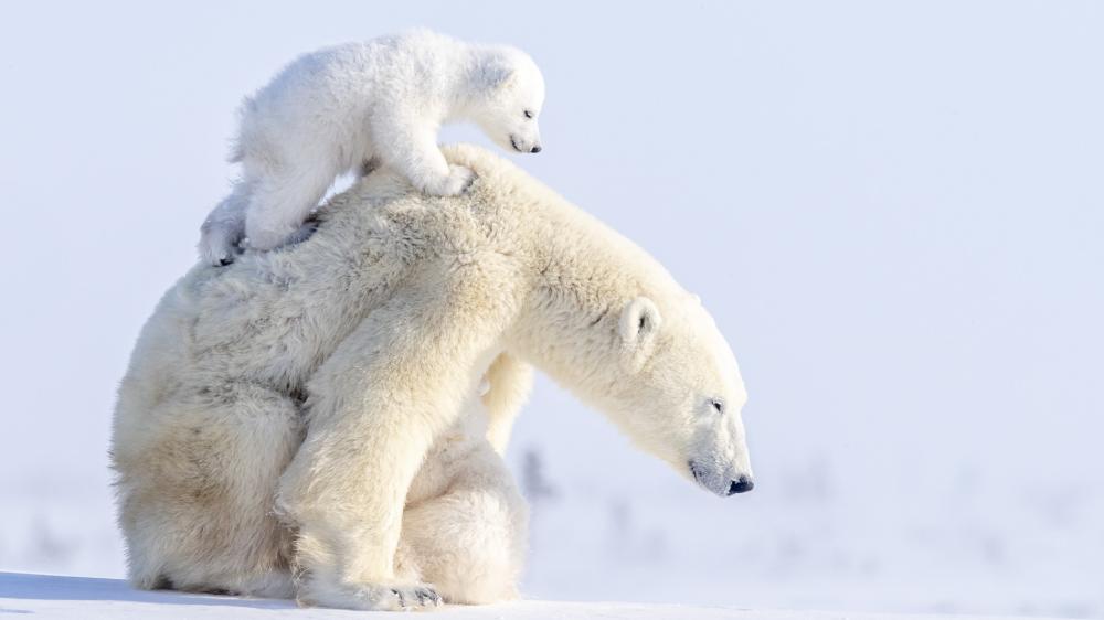Gentle Giants in Arctic Embrace wallpaper