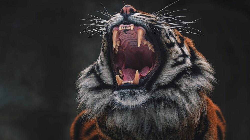 Roaring Majesty of the Bengal Tiger wallpaper