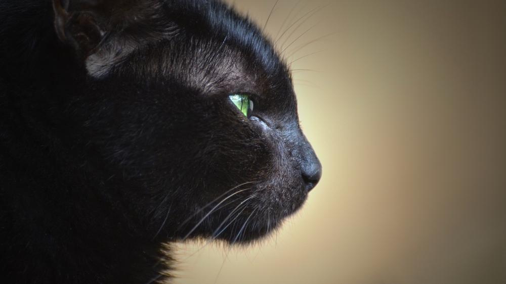 Black Cat's Mysterious Gaze wallpaper