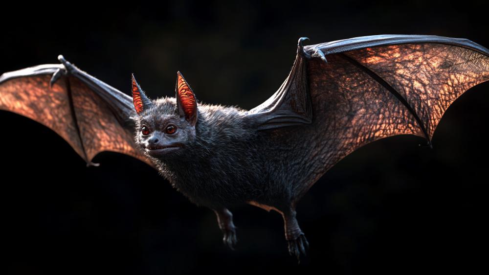 Majestic Evening Flight of a Common Vampire Bat wallpaper