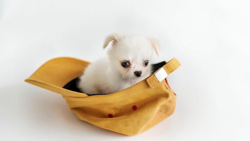 Adorable Chihuahua Puppy in Cozy Cap wallpaper