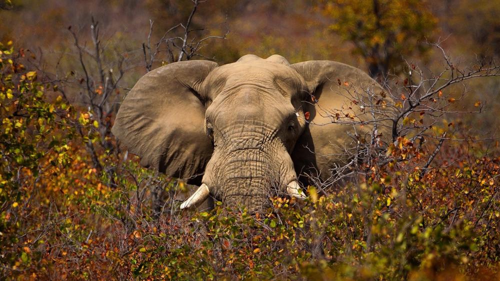 Majestic Elephant in Autumn Wilderness wallpaper