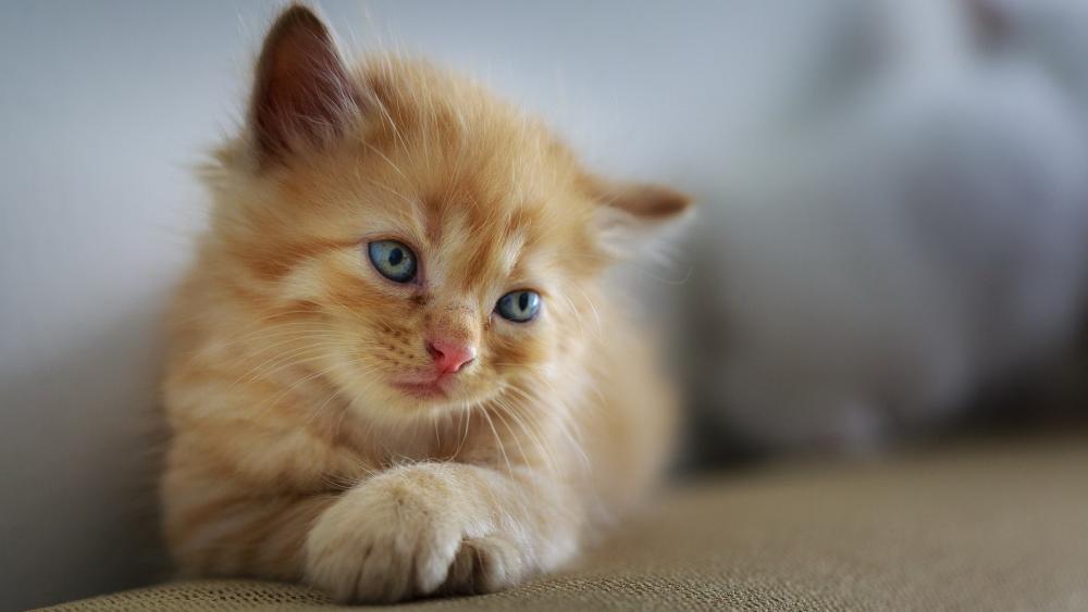 Gentle Ginger Kitten in Serene Repose wallpaper