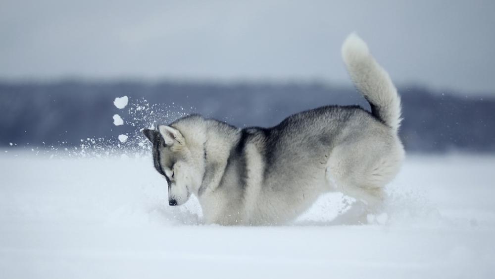 Husky Enjoying a Snowy Wonderland wallpaper