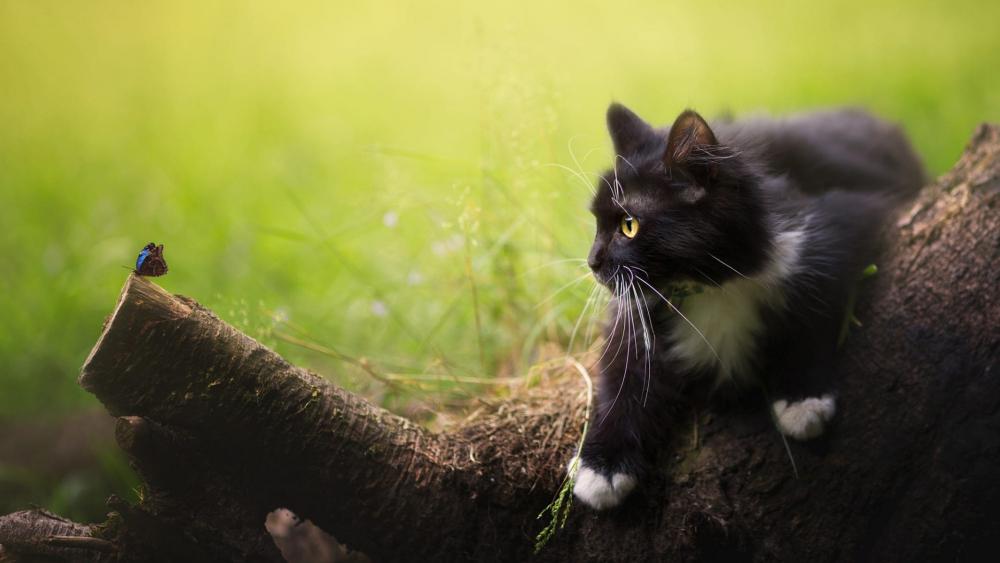 Curious Cat and Butterfly on a Sunny Day wallpaper
