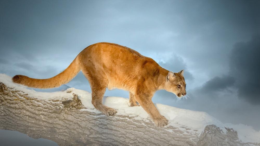 Majestic Puma in Snowy Wilderness wallpaper