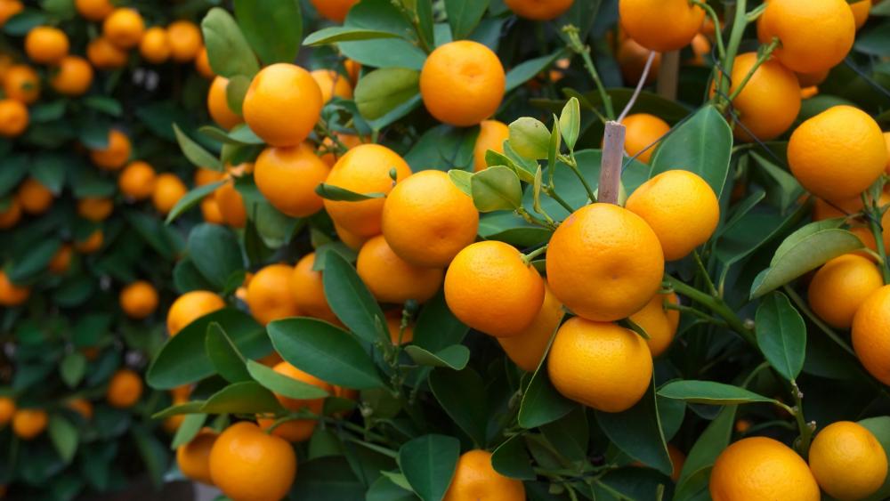 Clementine Grove Bliss in 4K wallpaper