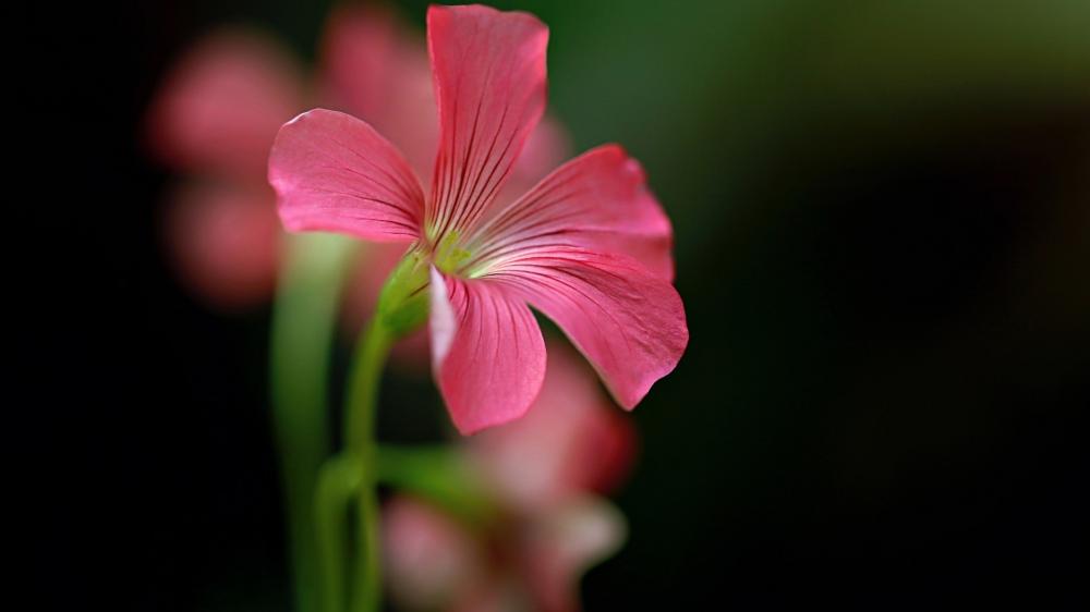 Delicate Pink Oxalis in Bloom wallpaper