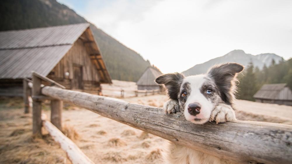 Border Collie in Rustic Countryside Setting wallpaper