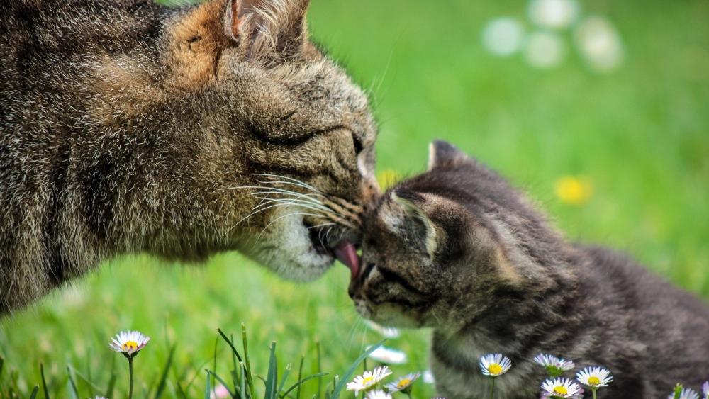 Tender Moment Between Cat and Kitten wallpaper