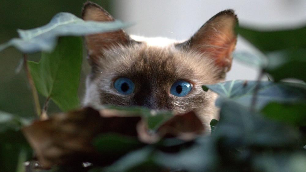 Peeking Cat Behind Leaves with Blue Eyes wallpaper