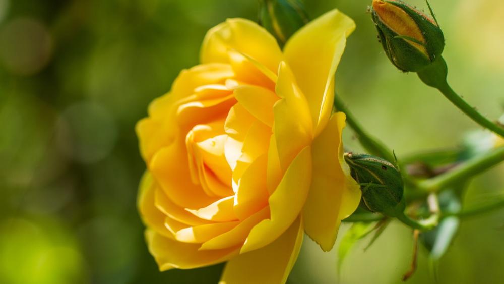 Golden Blossom in Sunlit Serenity wallpaper