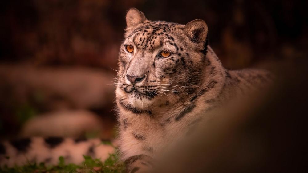 Snow Leopard in Tranquil Wilderness wallpaper