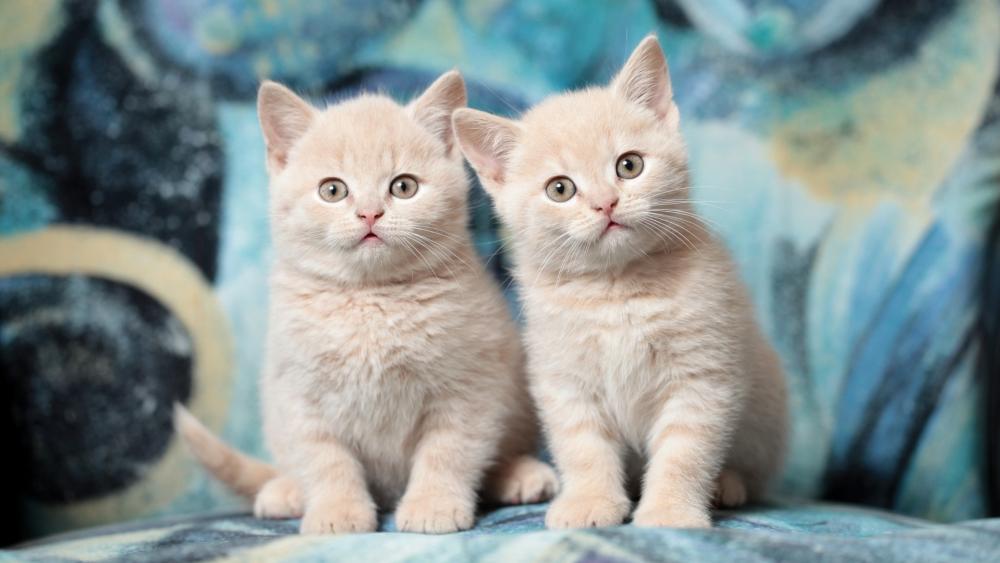Adorable Kitten Duo on a Vibrant Backdrop wallpaper
