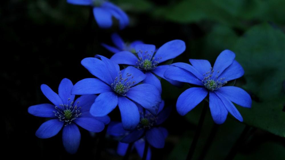 Vibrant Blue Blossoms in Serenity wallpaper