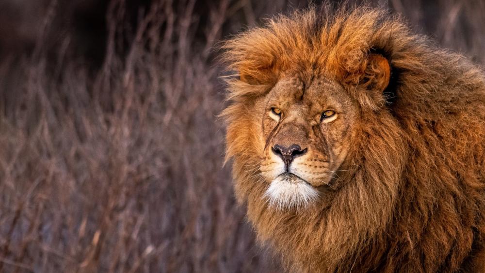 Majestic Lion in the Wild wallpaper