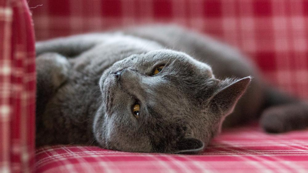 British Shorthair Serenity in 4K wallpaper