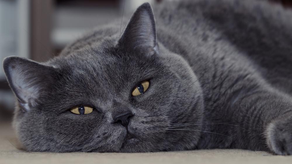 Elegant British Shorthair in Relaxed Repose wallpaper