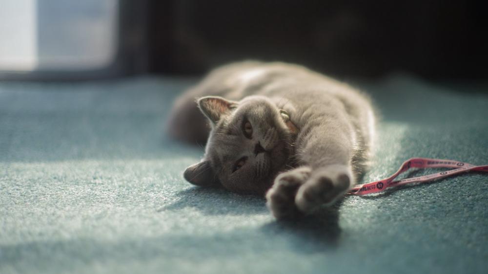 Gentle Grey Kitten in Sunlight wallpaper