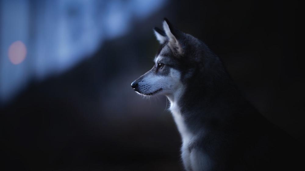 Mystical Alaskan Klee Kai Under the Moonlight wallpaper